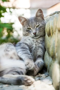 The gray tabby has a rest on a stone porch