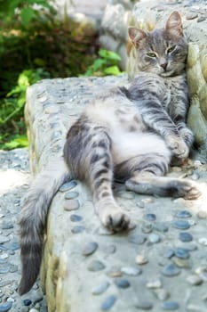 The gray tabby has a rest on a stone porch