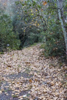 Pathway in winter forest with dry leaves