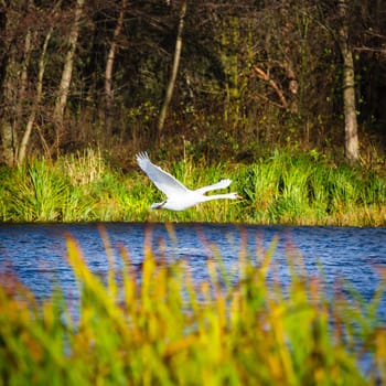 wild bird in natural habitat, nature series