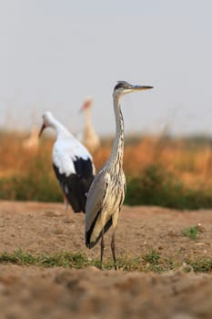 wild bird in their natural habitat, nature series