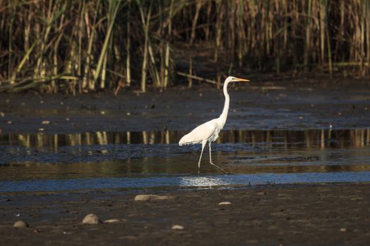 wild bird in natural habitat, nature series