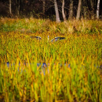 wild bird in natural habitat, nature series