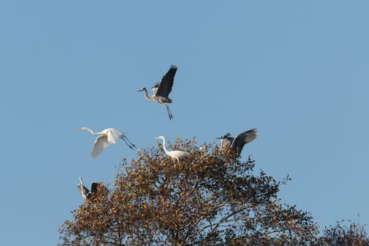 wild bird in natural habitat, nature series