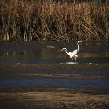 wild bird in natural habitat, nature series