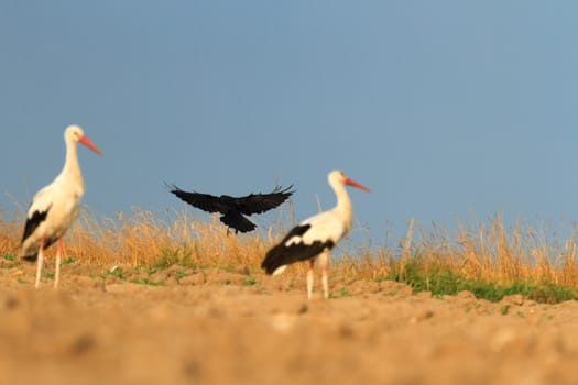 wild bird in their natural habitat, nature series