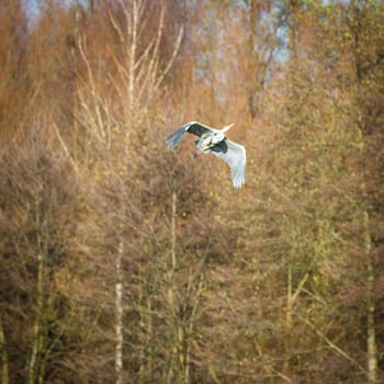 wild bird in natural habitat, nature series