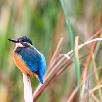 wild bird in natural habitat, nature series