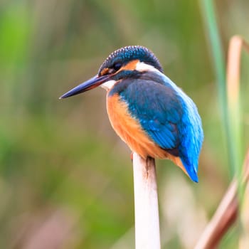 wild bird in natural habitat, nature series