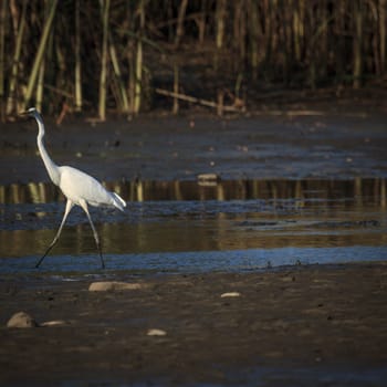 wild bird in natural habitat, nature series