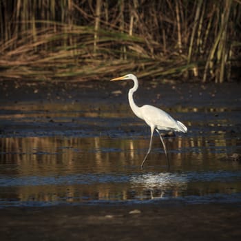 wild bird in natural habitat, nature series