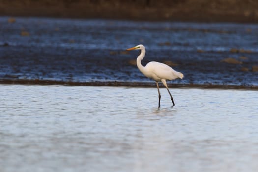 wild bird in natural habitat, nature series