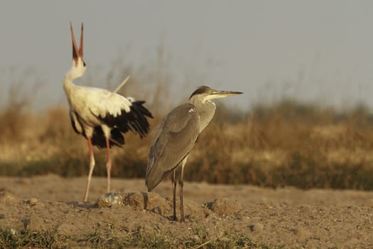 wild bird in natural habitat, nature series