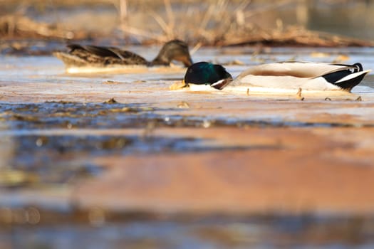 wild bird in their natural habitat, nature series