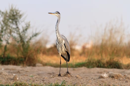 wild bird in their natural habitat, nature series