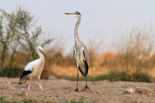 wild bird in their natural habitat, nature series
