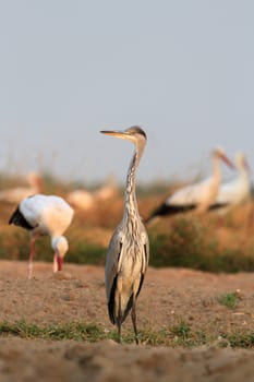 wild bird in their natural habitat, nature series