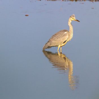wild bird in natural habitat, nature series