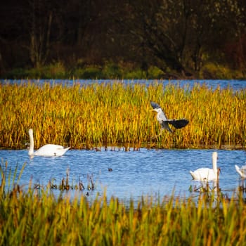 wild bird in natural habitat, nature series