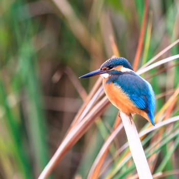 wild bird in natural habitat, nature series