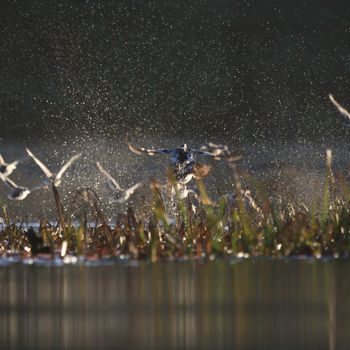wild bird in natural habitat, nature series