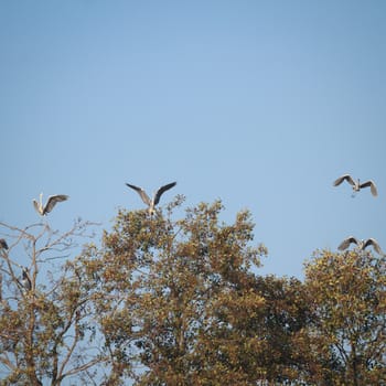 wild bird in natural habitat, nature series