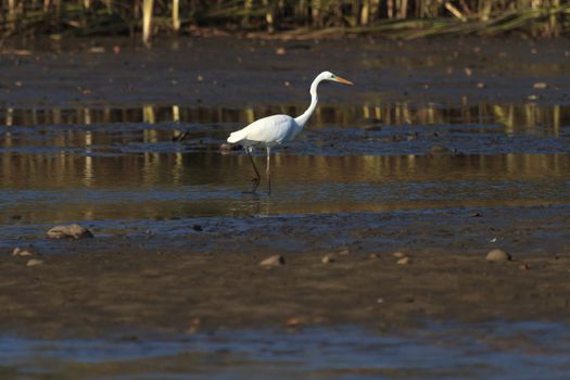 wild bird in natural habitat, nature series