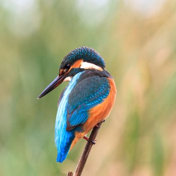 wild bird in natural habitat, nature series