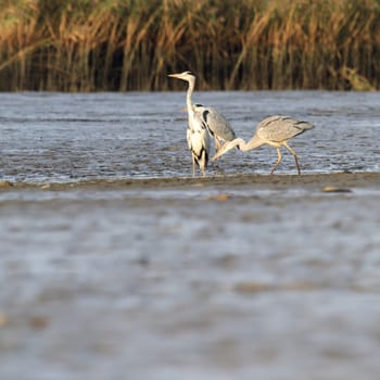 wild bird in natural habitat, nature series