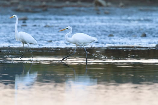 wild bird in natural habitat, nature series