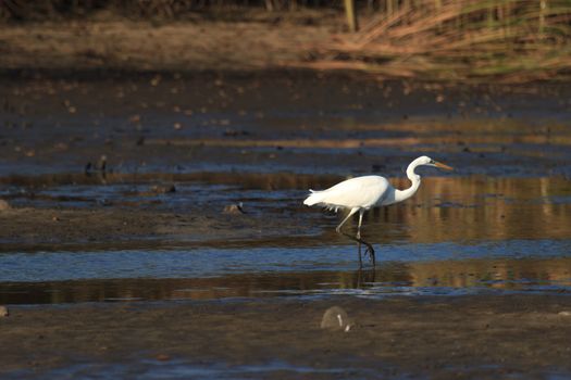 wild bird in natural habitat, nature series