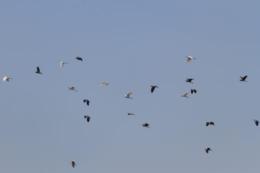 wild bird in natural habitat, nature series