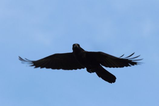 wild bird in natural habitat, nature series