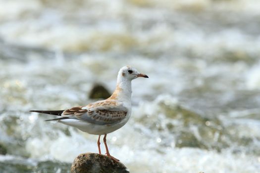 wild bird in natural habitat, nature series