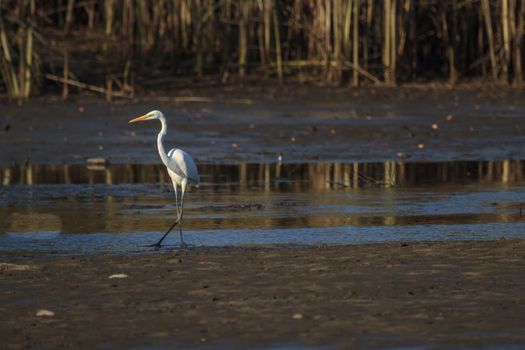 wild bird in natural habitat, nature series