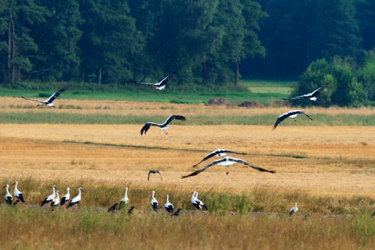 wild bird in their natural habitat, nature series