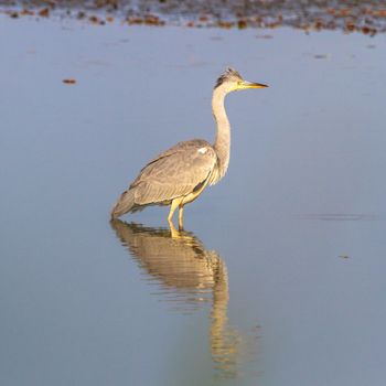 wild bird in natural habitat, nature series