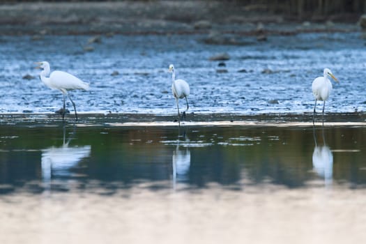 wild bird in natural habitat, nature series