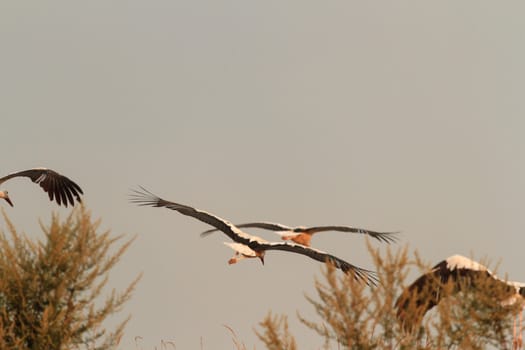 wild bird in their natural habitat, nature series