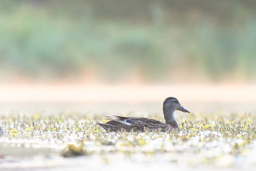 wild bird in their natural habitat, nature series