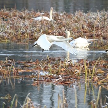 wild bird in natural habitat, nature series