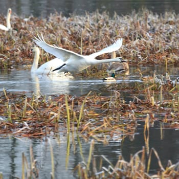 wild bird in natural habitat, nature series