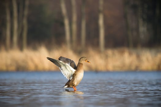 wild bird in natural habitat, nature series
