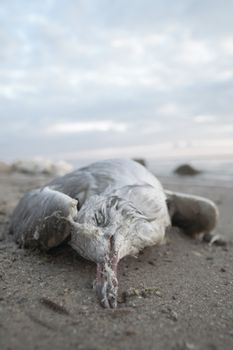 death bird, cause of death unknown, nature series