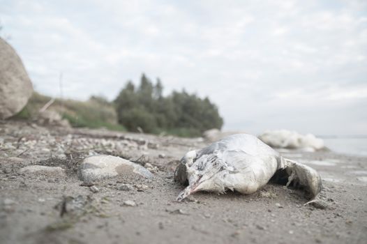 death bird, cause of death unknown, nature series
