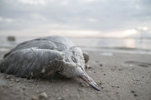 death bird, cause of death unknown, nature series
