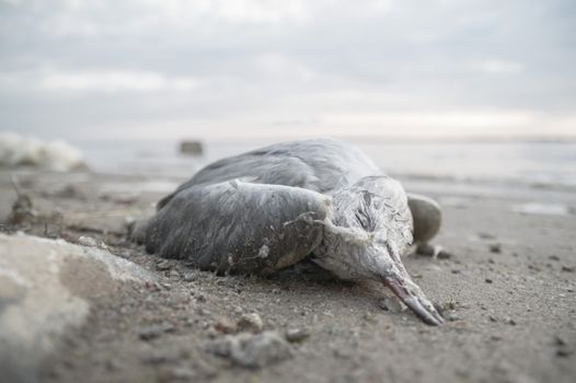 death bird, cause of death unknown, nature series