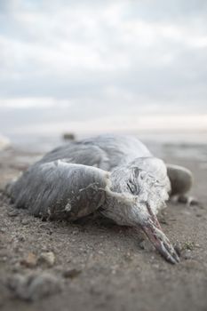 death bird, cause of death unknown, nature series