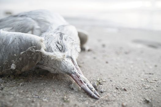 death bird, cause of death unknown, nature series