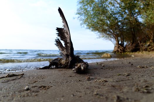 death bird, cause of death unknown, nature series